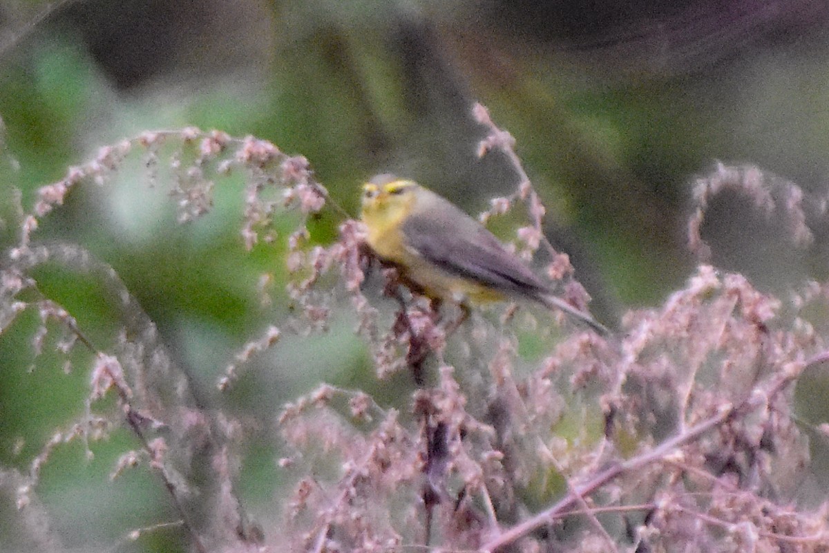 Tickell Çıvgını - ML647076336