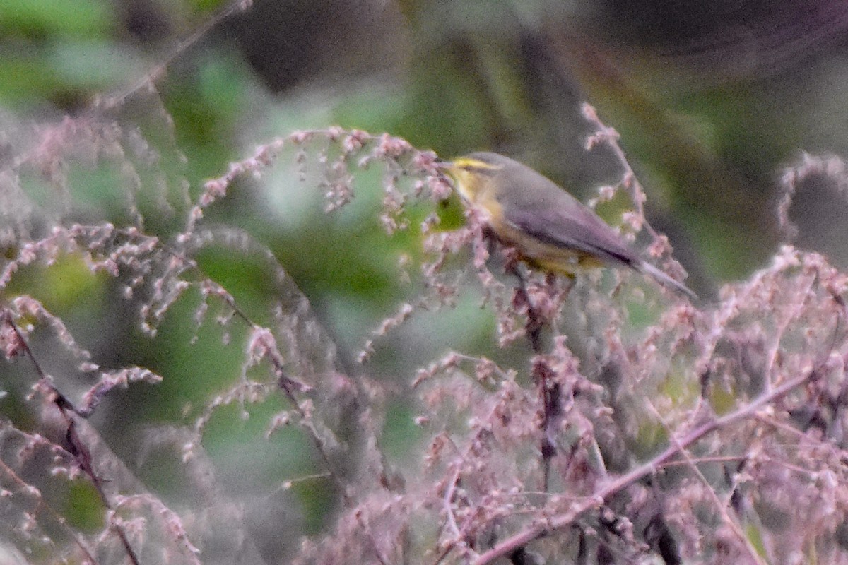 Tickell Çıvgını - ML647076337