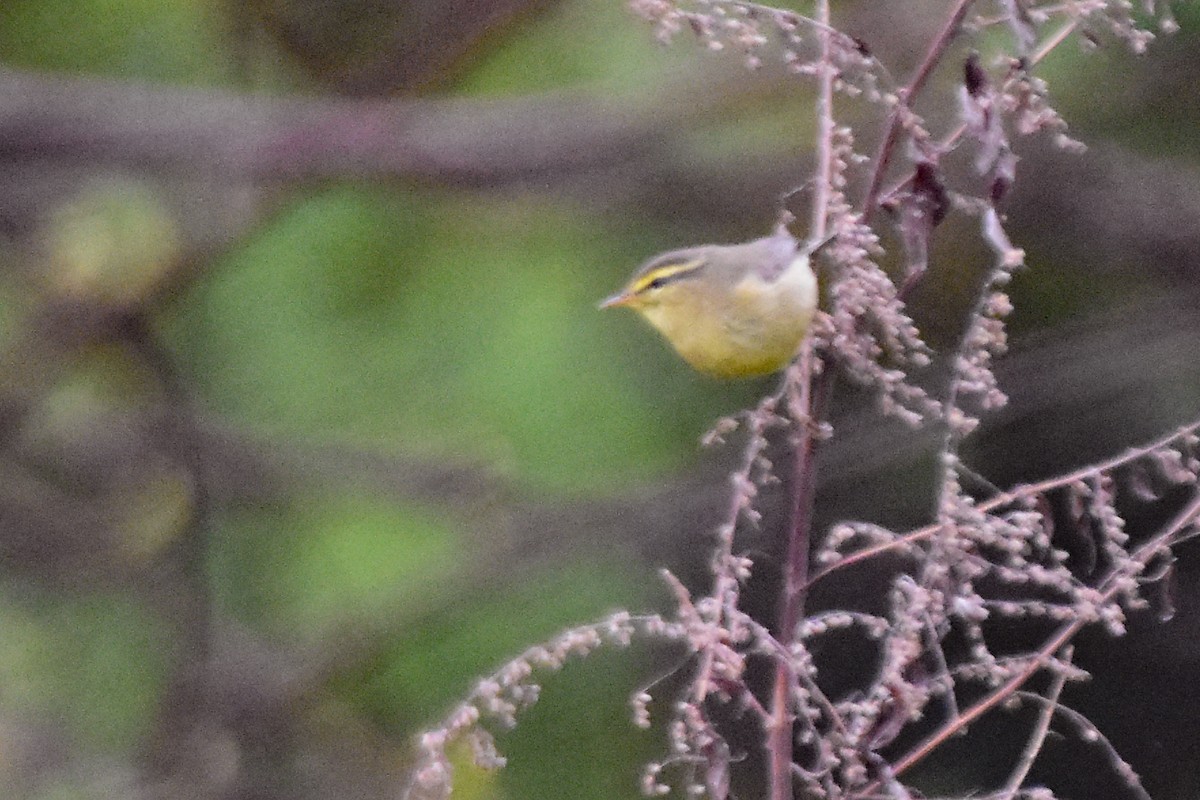 Tickell Çıvgını - ML647076338