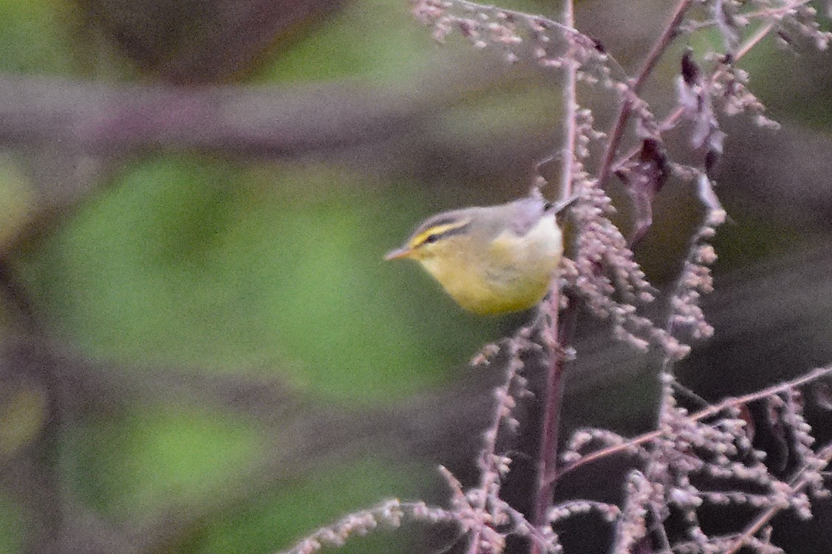 Tickell Çıvgını - ML647076339