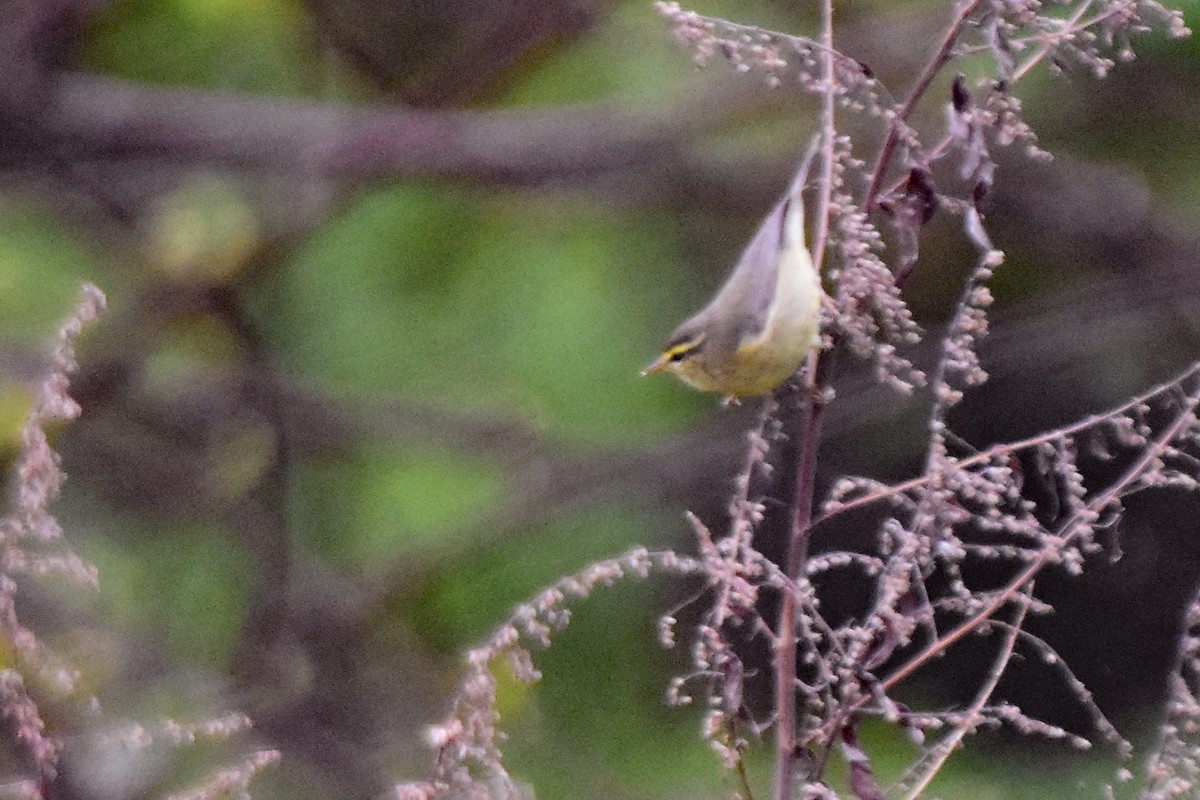 Tickell Çıvgını - ML647076340