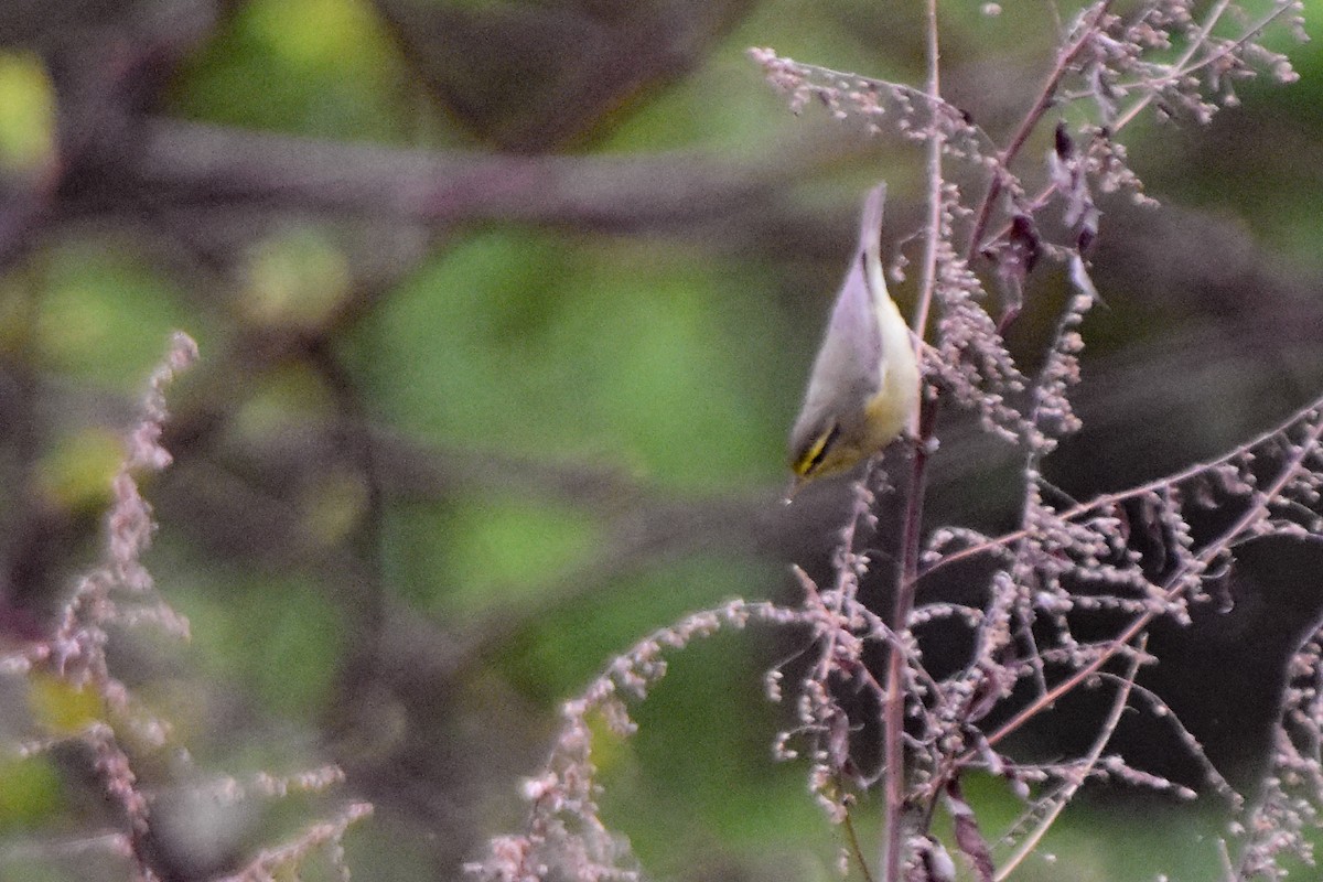 Tickell Çıvgını - ML647076342