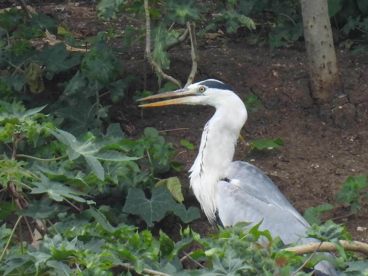 Gri Balıkçıl - ML647076349