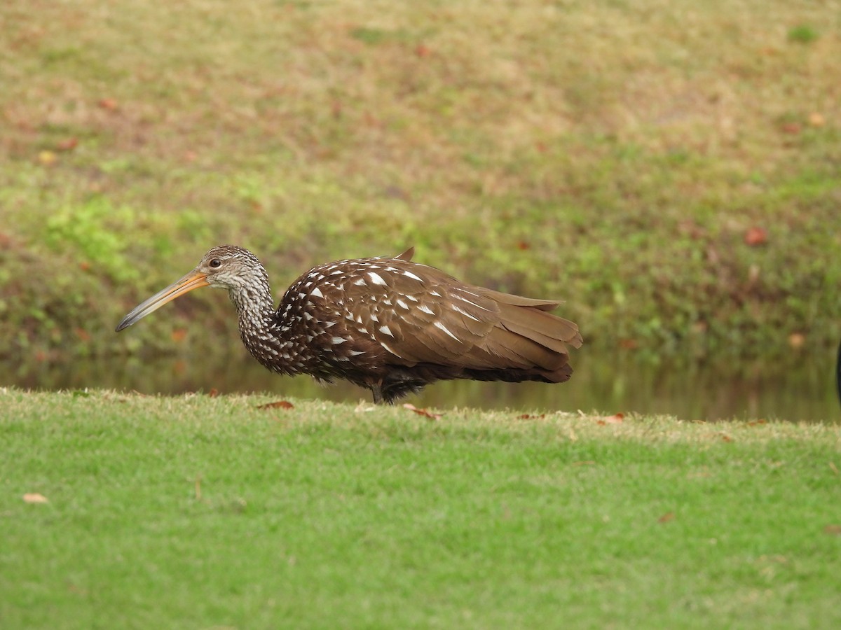 Limpkin - ML647076355