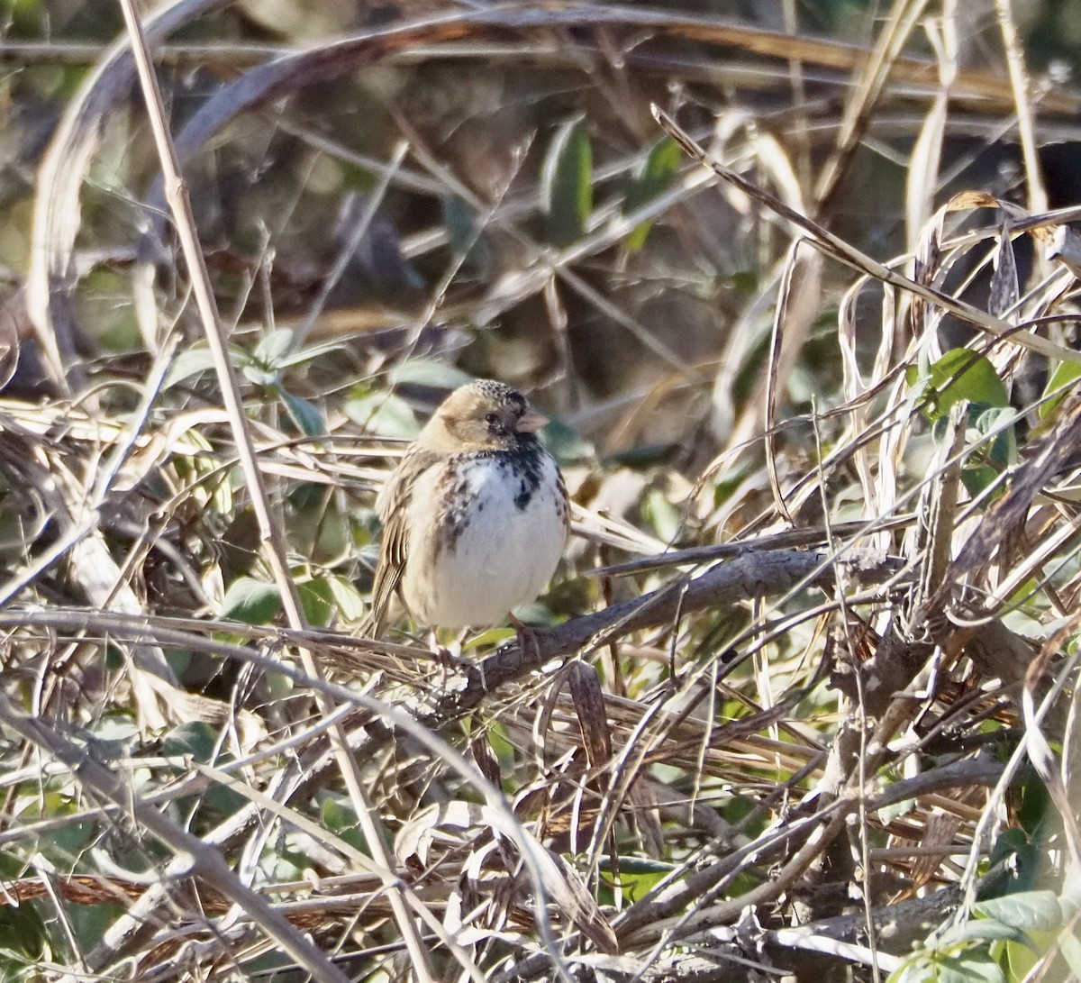 Harris's Sparrow - ML647076369