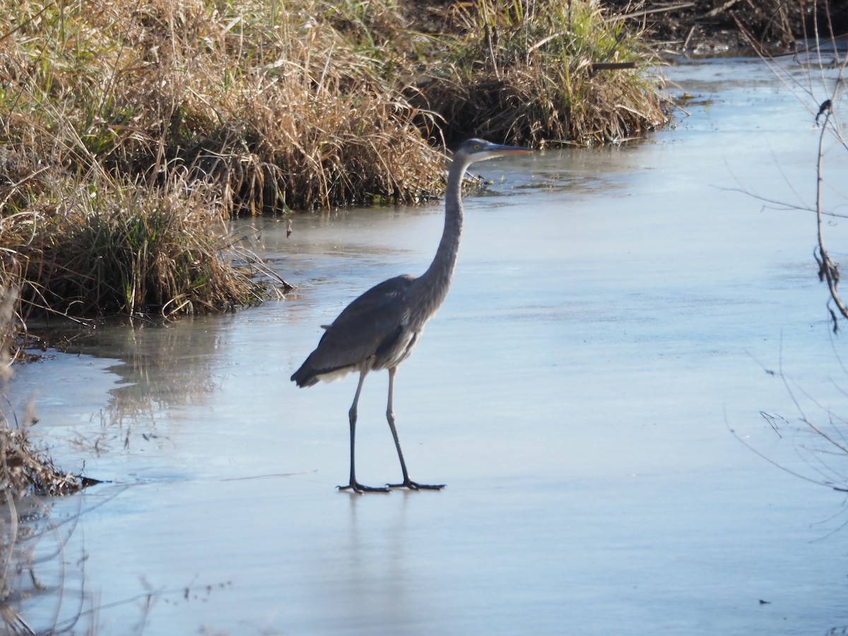 Great Blue Heron - ML647076379