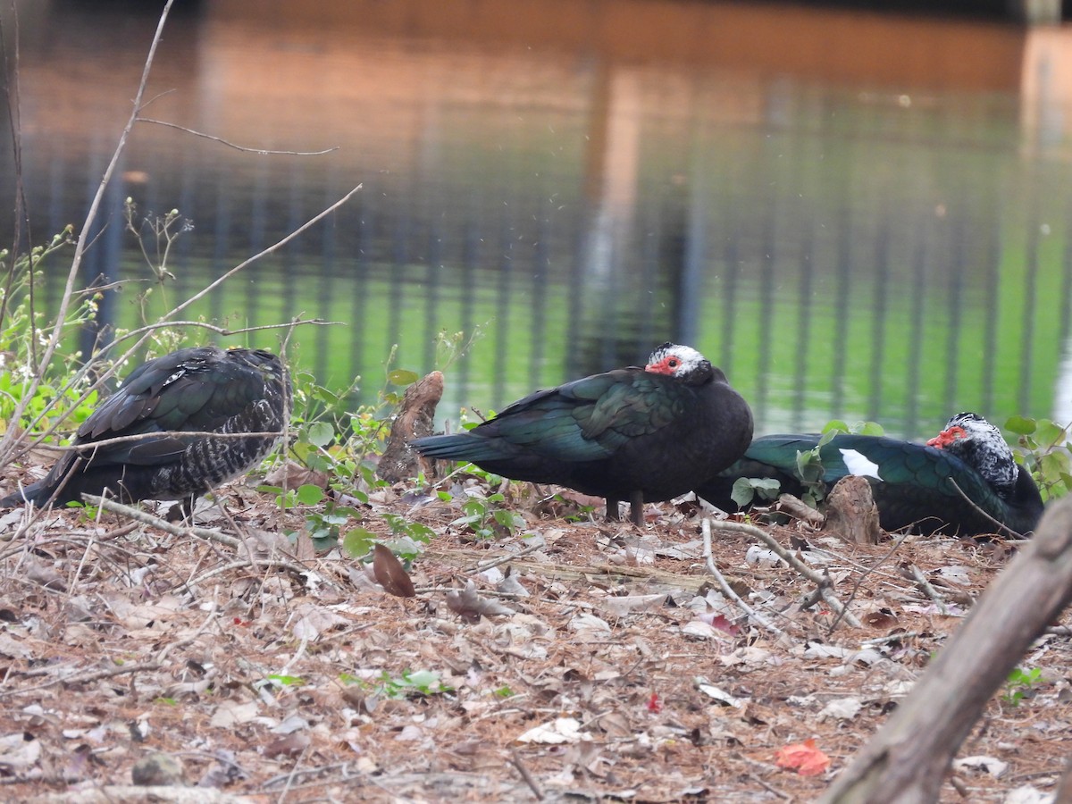 Muscovy Duck (Domestic type) - ML647076380