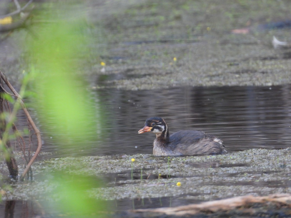 Little Grebe - ML647076384
