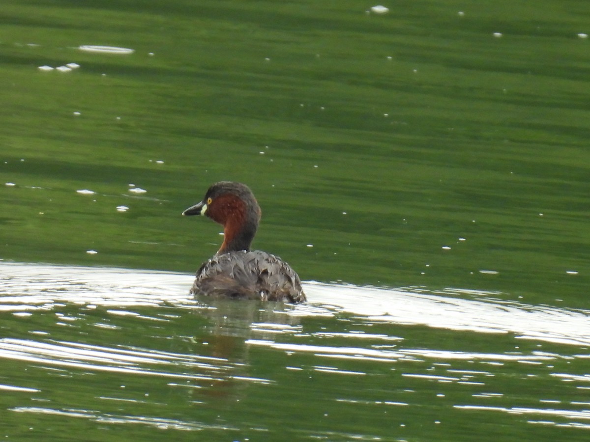 Little Grebe - ML647076385