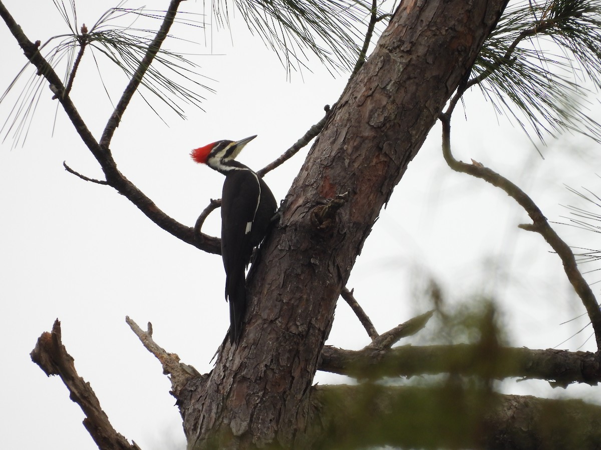 Pileated Woodpecker - ML647076387