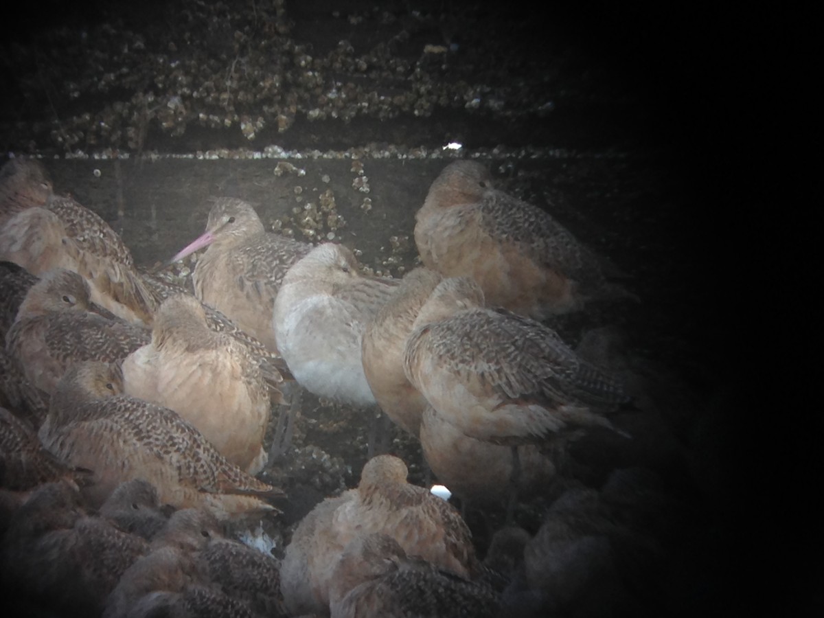 オオソリハシシギ - ML647076395