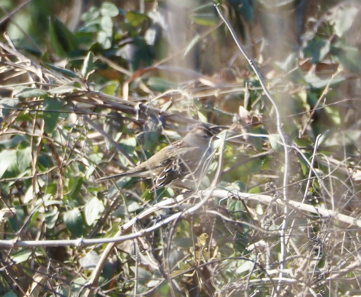 White-crowned Sparrow - ML647076424