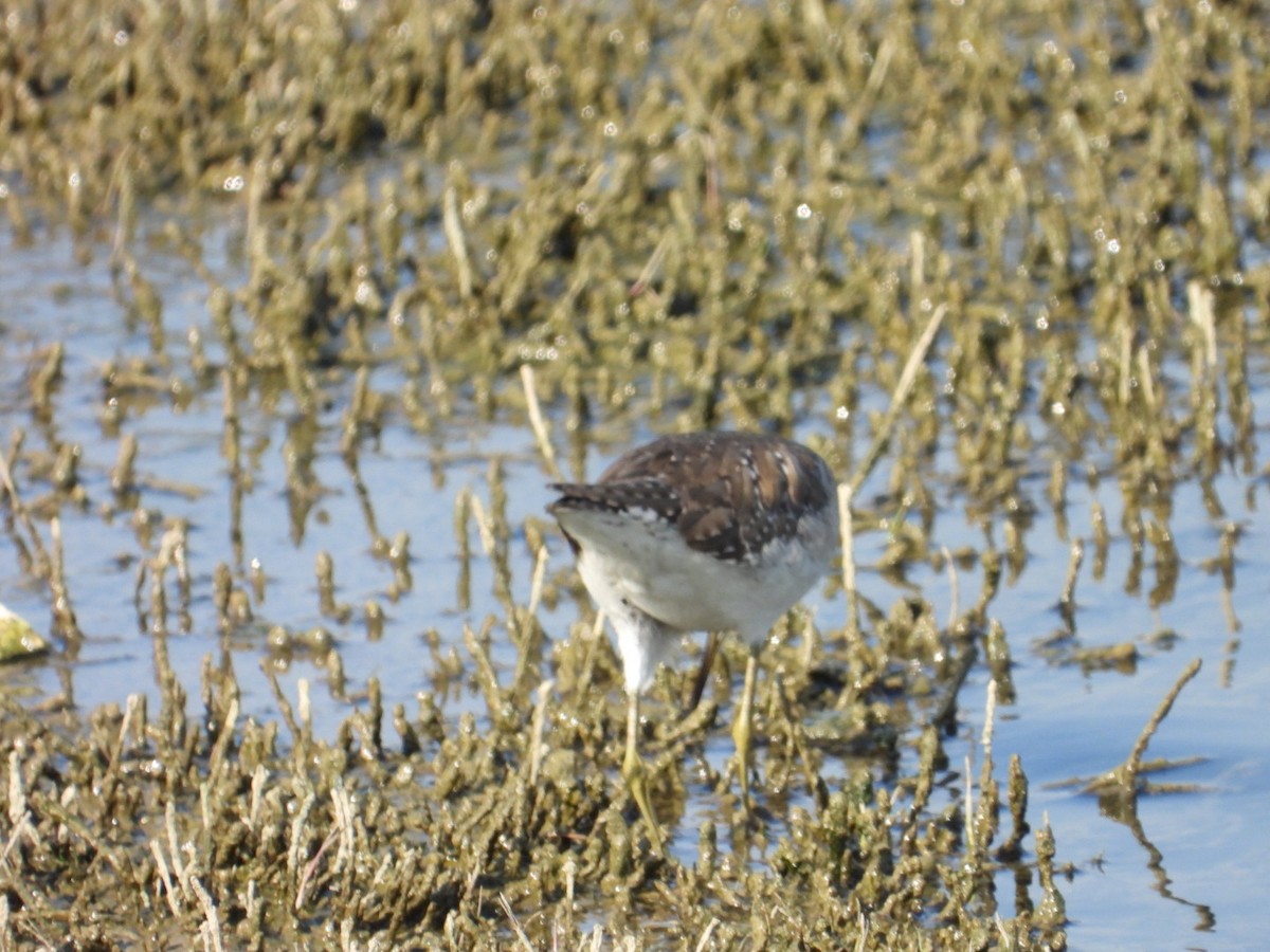 Bruchwasserläufer - ML647076448