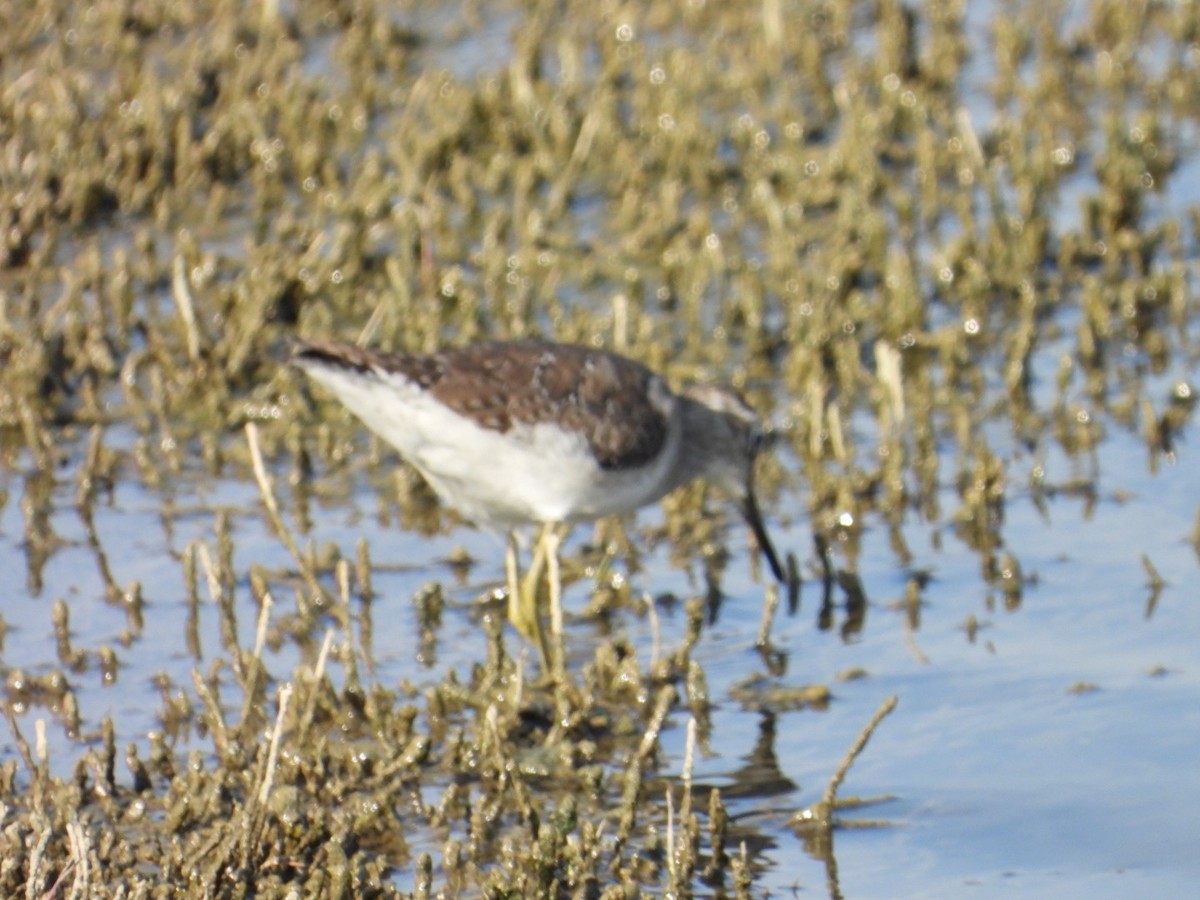 Bruchwasserläufer - ML647076449