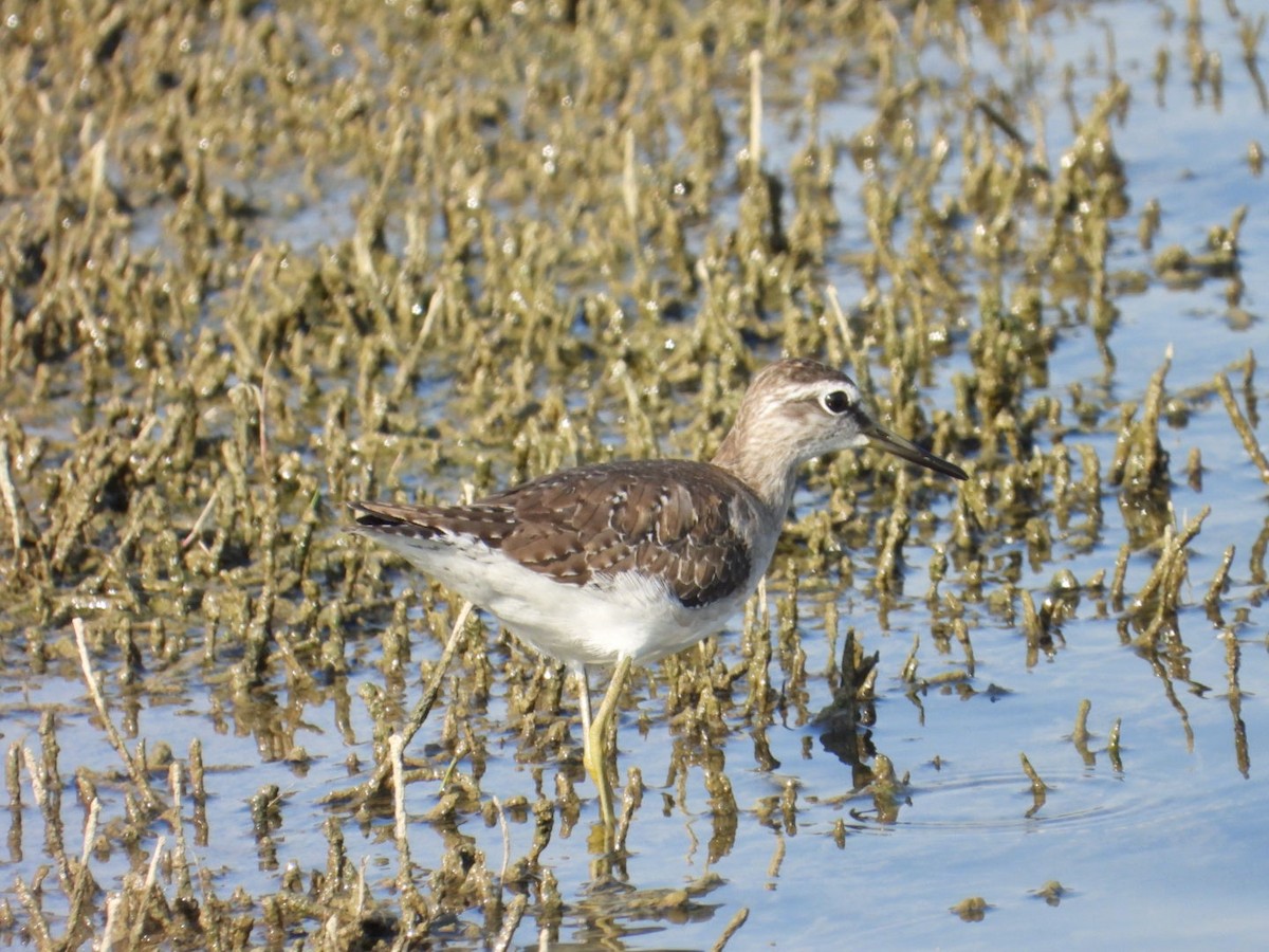 Bruchwasserläufer - ML647076450