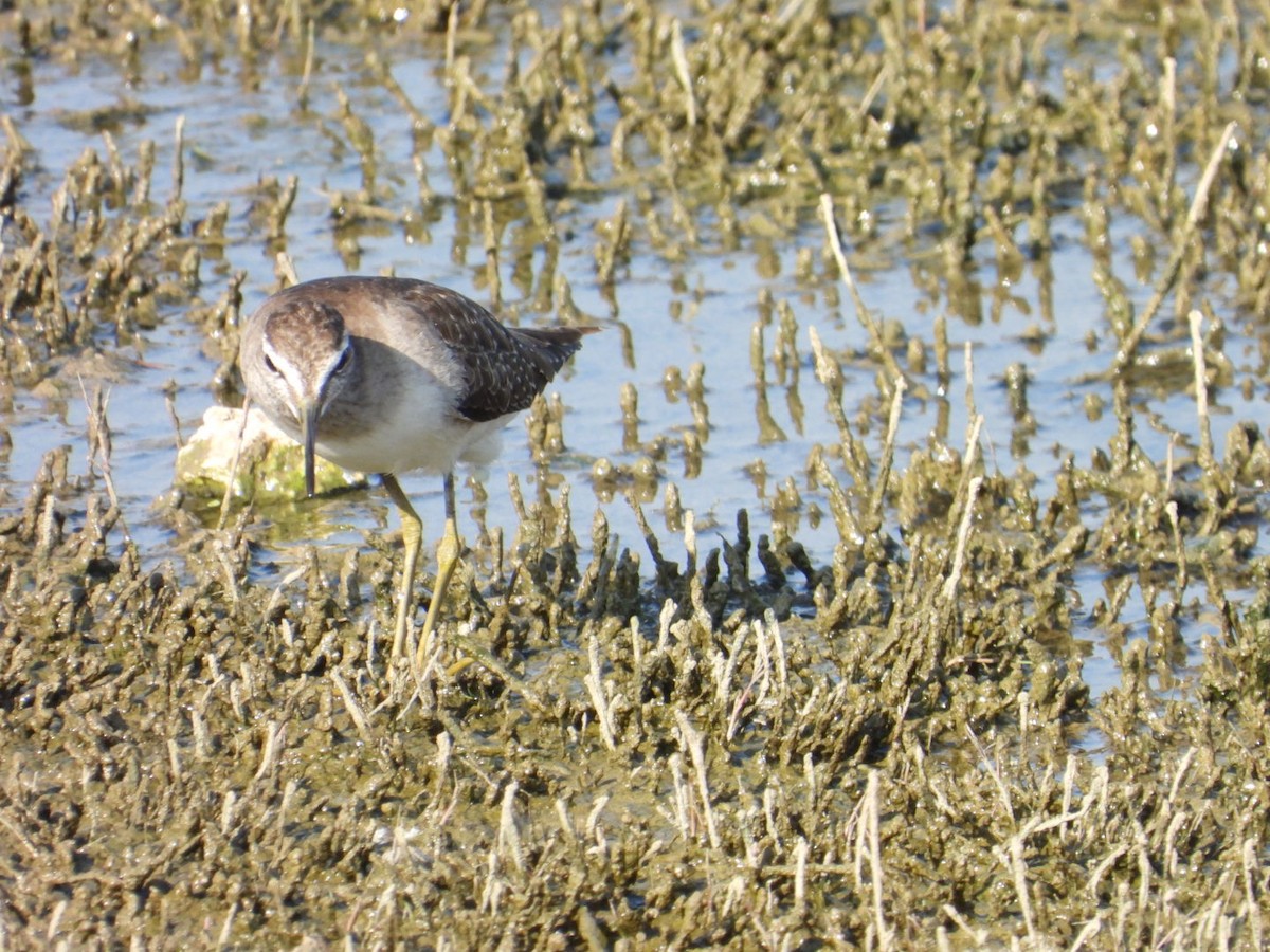 Bruchwasserläufer - ML647076451