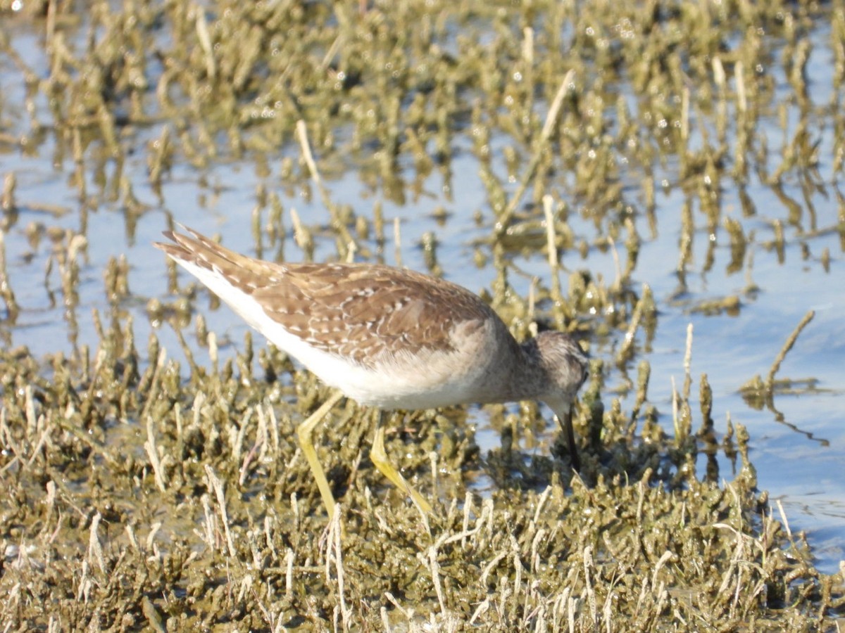 Bruchwasserläufer - ML647076453