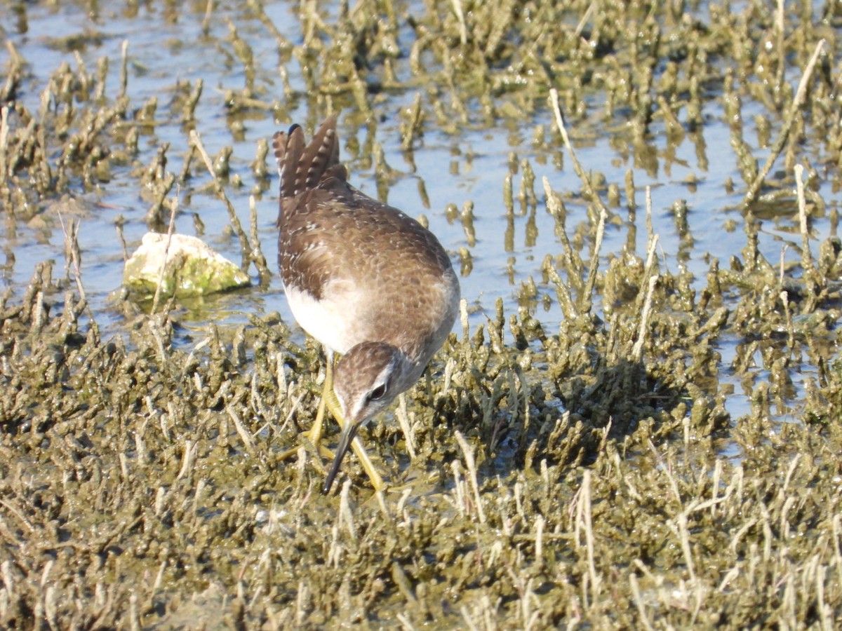 Bruchwasserläufer - ML647076454