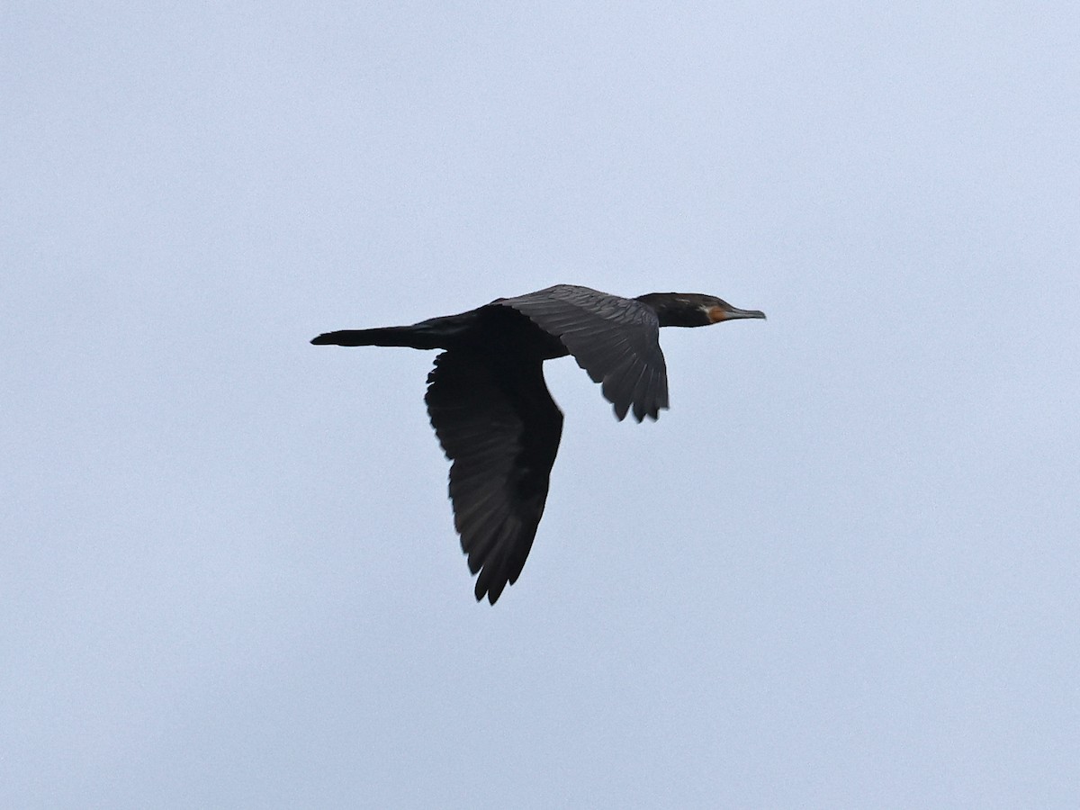 flodskarv - ML647076473