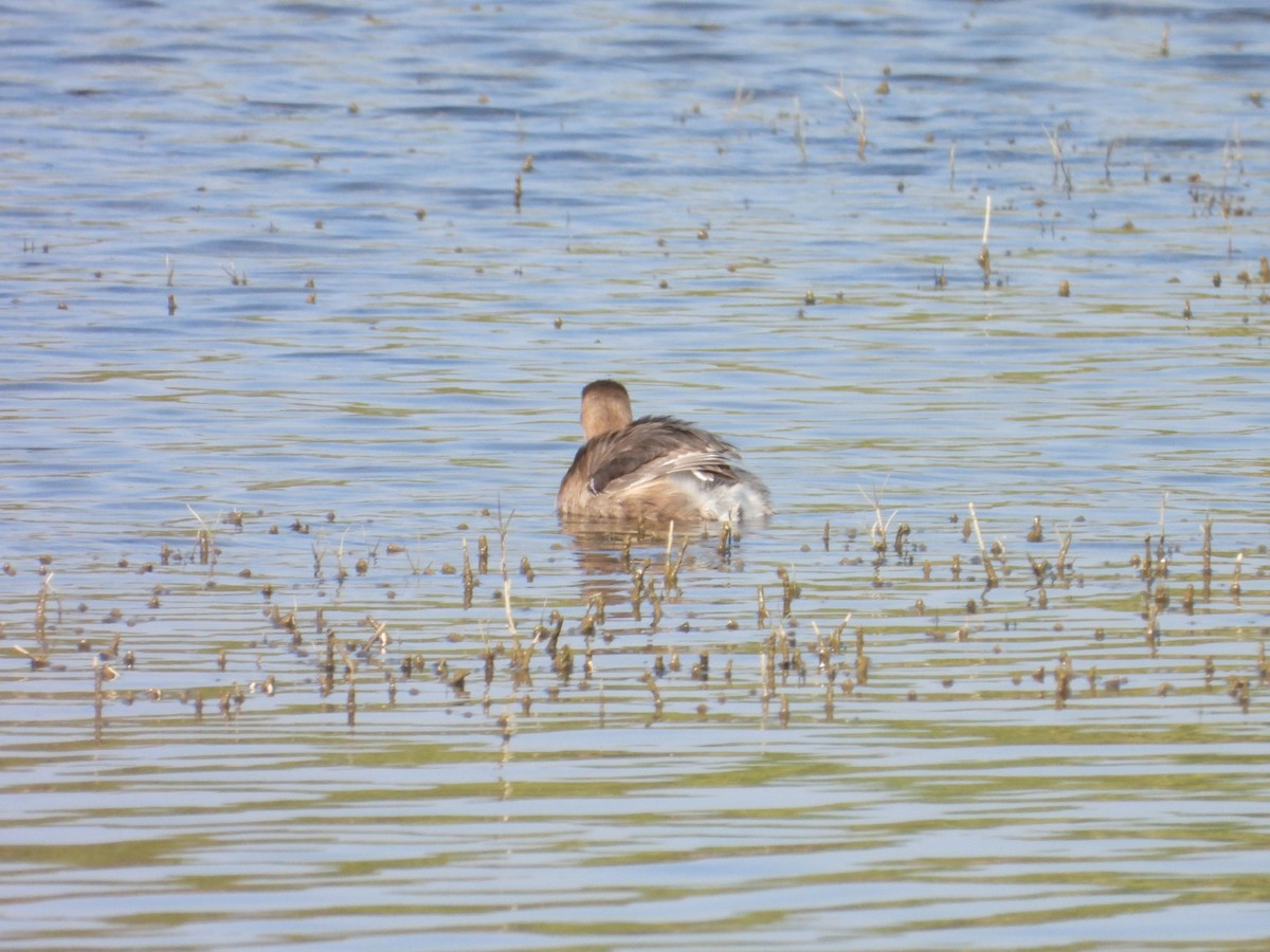 Little Grebe - ML647076495