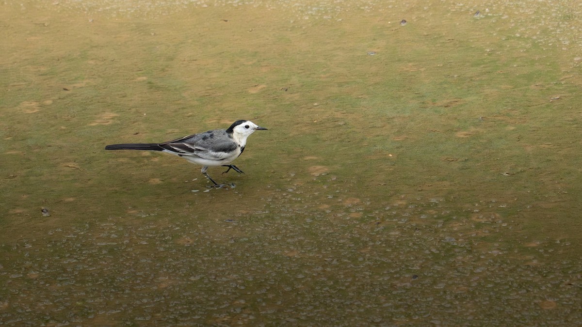 White Wagtail - ML647076500