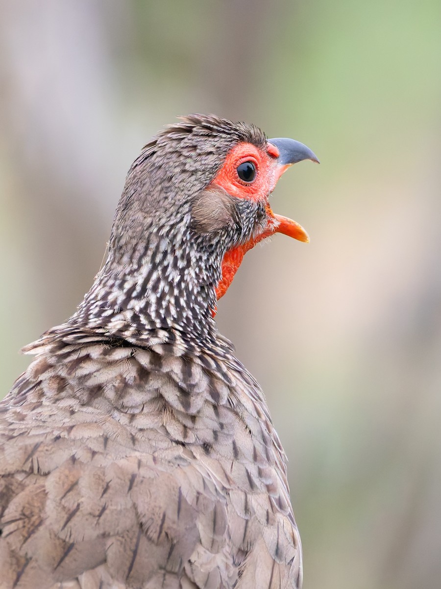 Swainson's Spurfowl - ML647076505