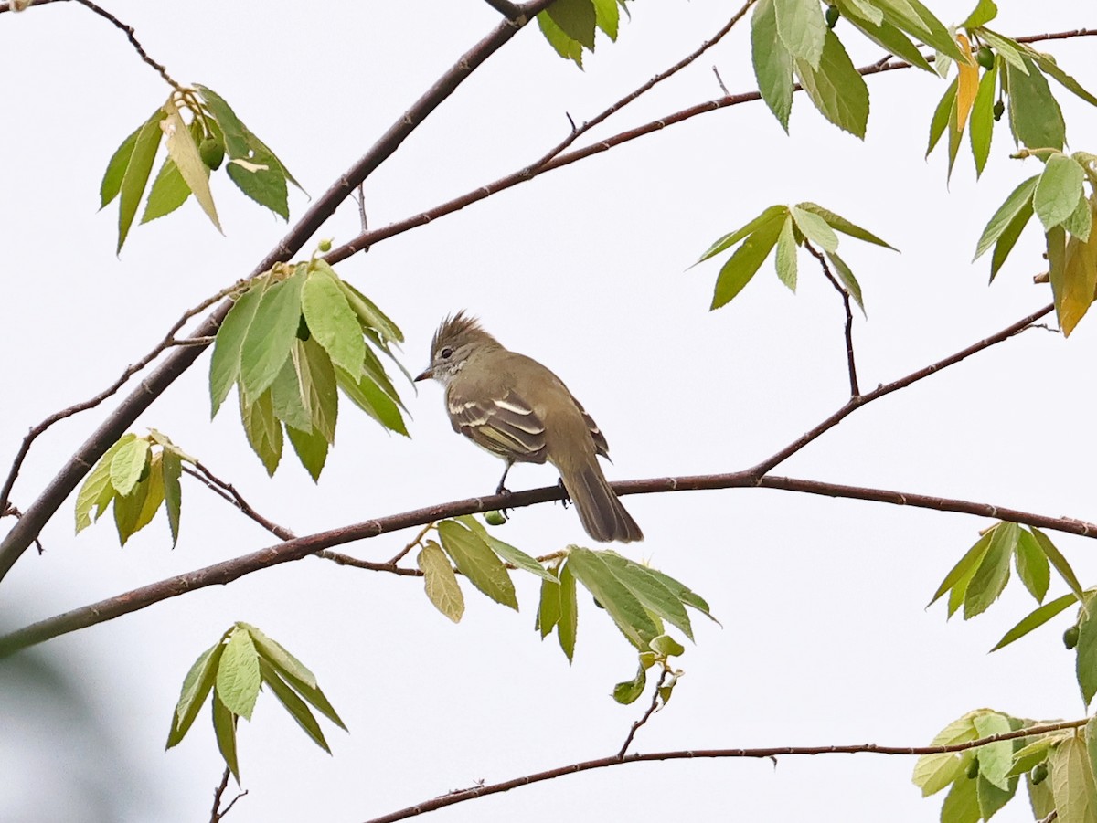 Желтобрюхая эления - ML647076506