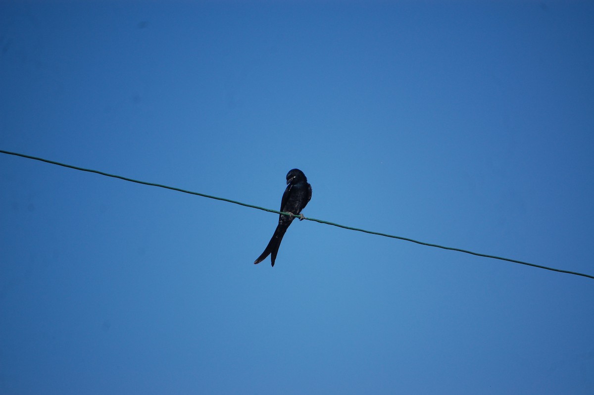 Black Drongo - ML647076511
