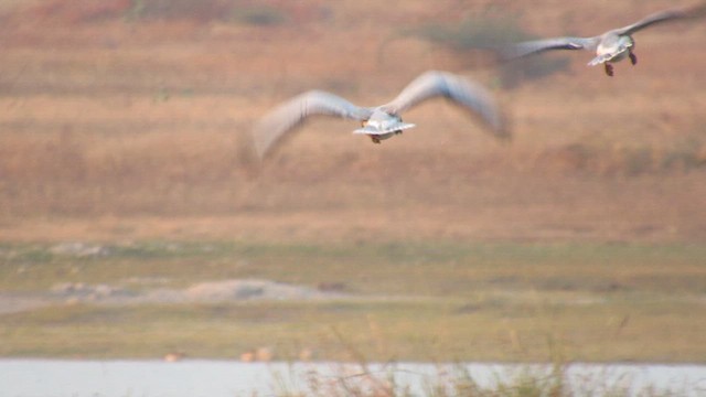 Bar-headed Goose - ML647076512