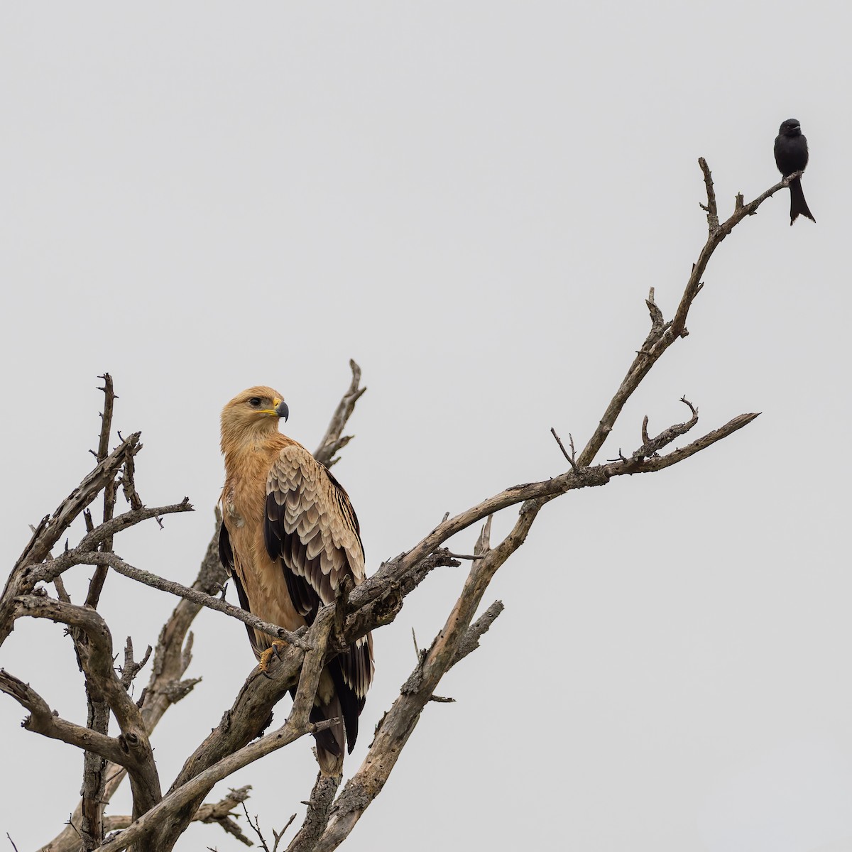 Tawny Eagle - ML647076521
