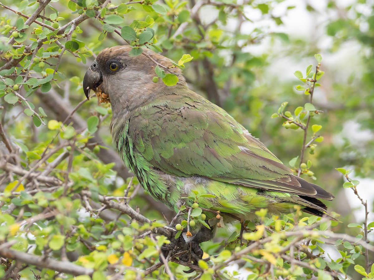 Lorito Cabecipardo - ML647076522