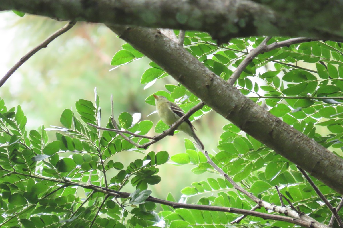 Sarı Karınlı Boreal Sinekkapan - ML647076525