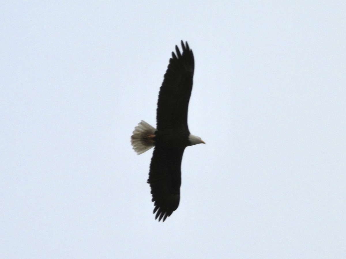 Bald Eagle - ML647076526