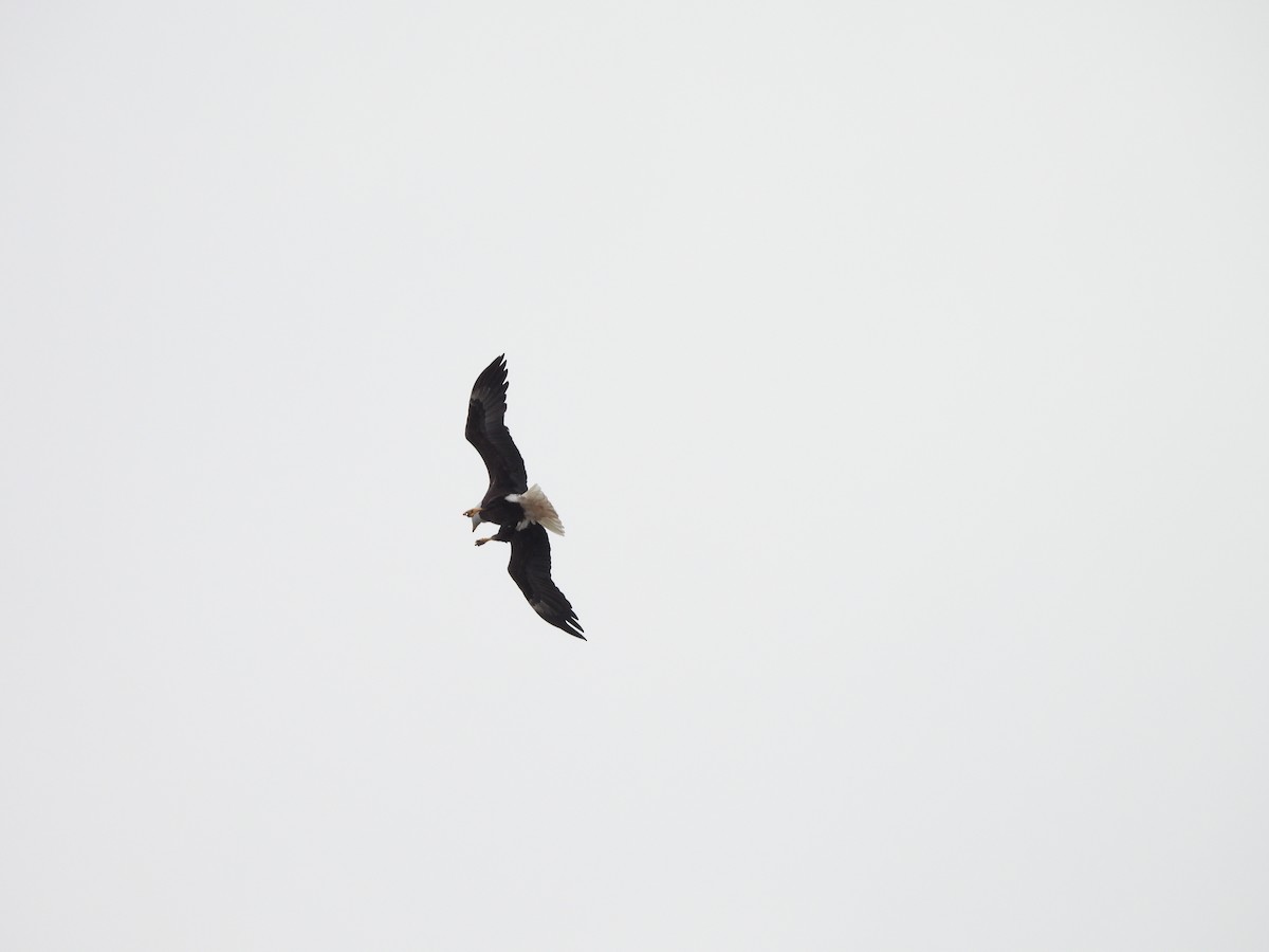 Bald Eagle - ML647076531