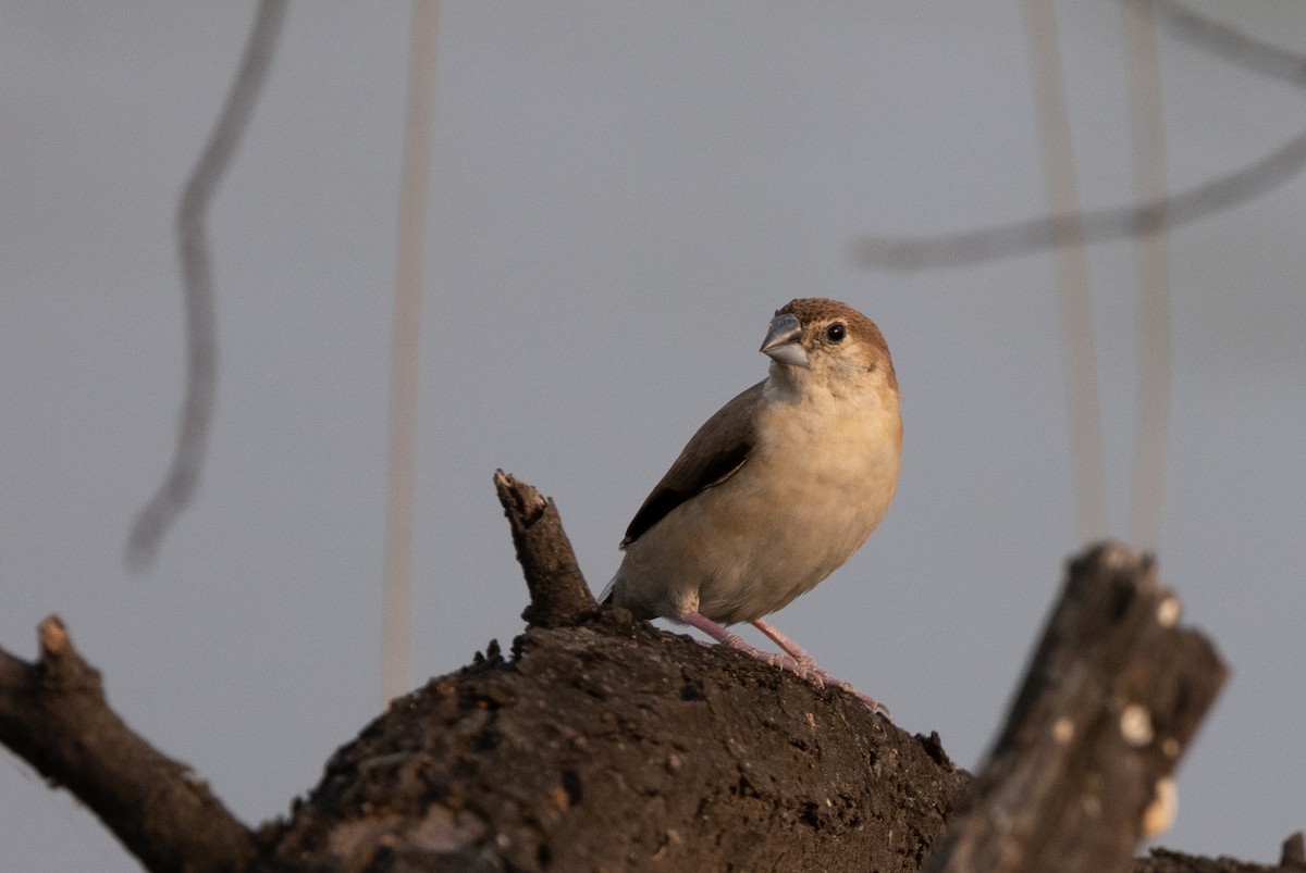 白喉文鳥 - ML647076544