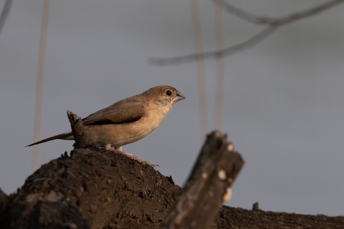 白喉文鳥 - ML647076548