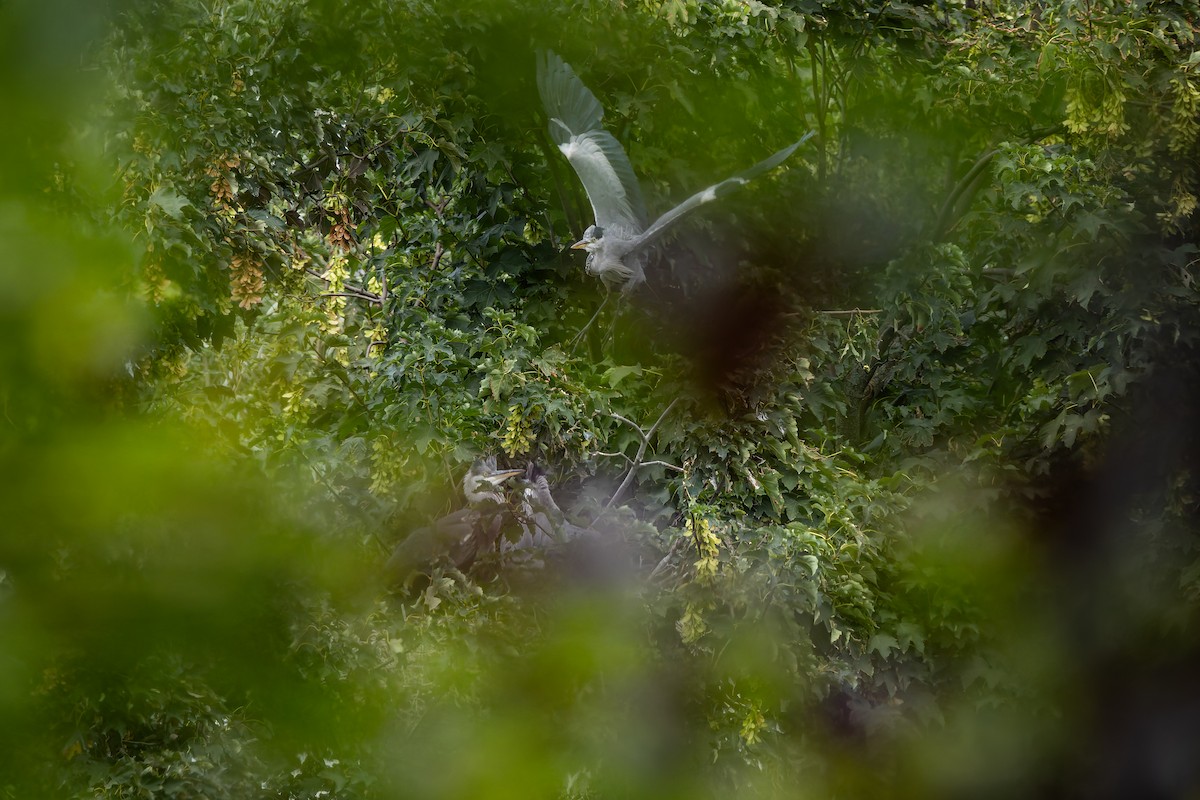 Чапля сіра - ML647076558