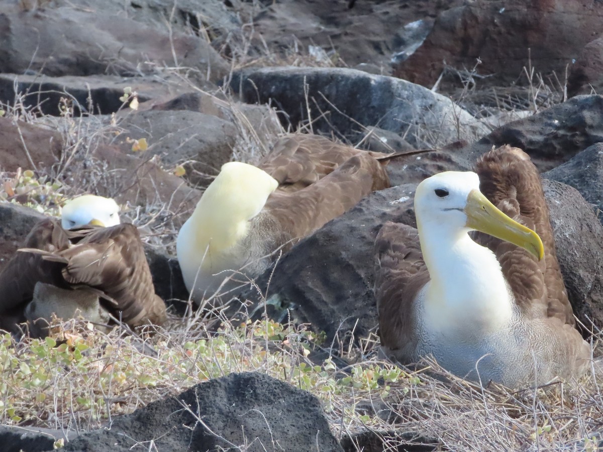 Waved Albatross - ML647076563
