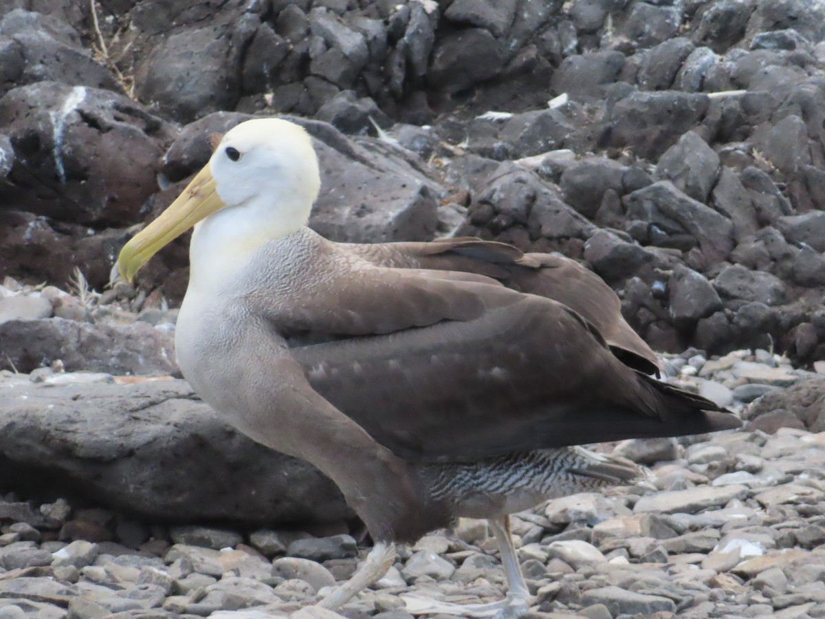 Waved Albatross - ML647076564