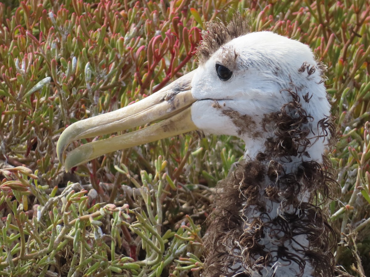 Waved Albatross - ML647076565