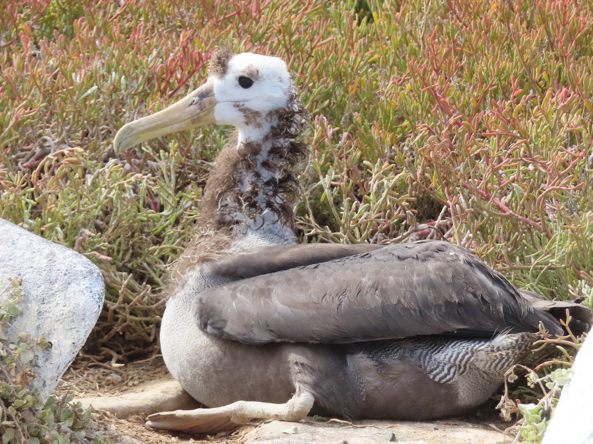 Waved Albatross - ML647076566