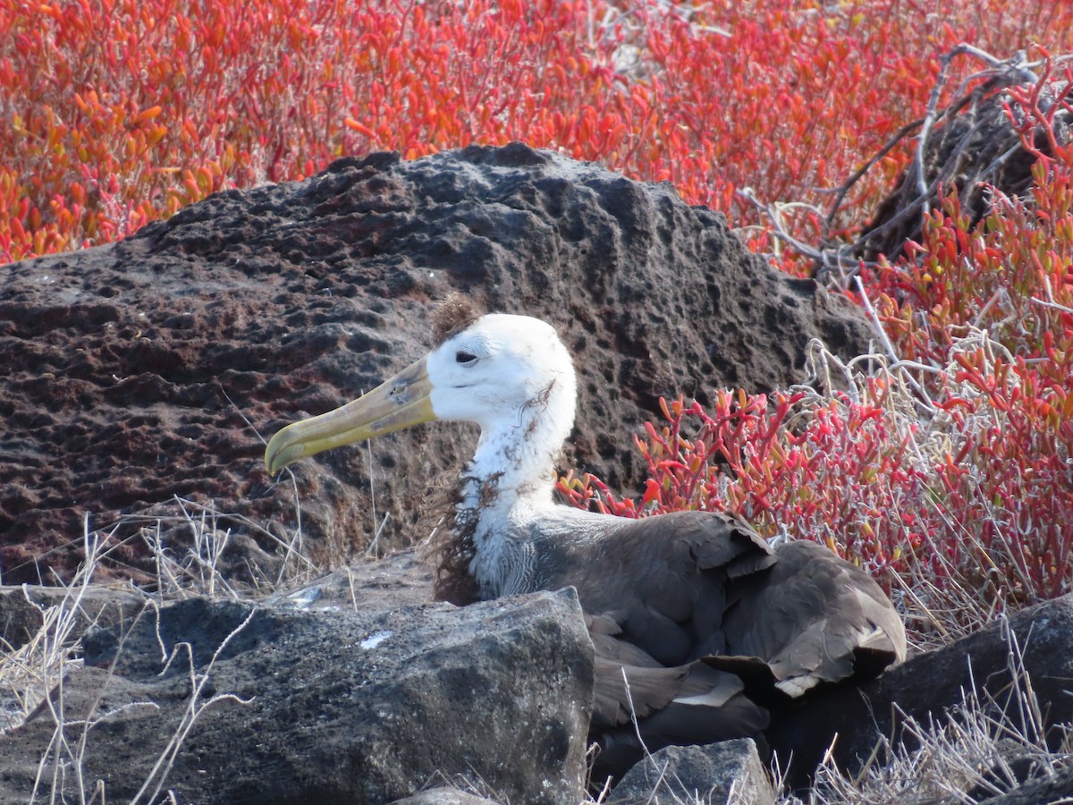 Waved Albatross - ML647076567