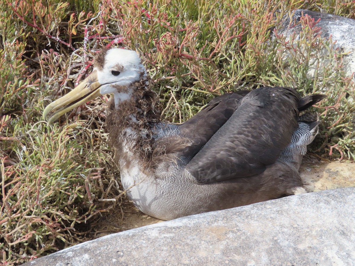 Waved Albatross - ML647076568