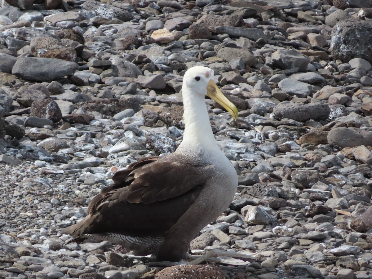 Waved Albatross - ML647076569