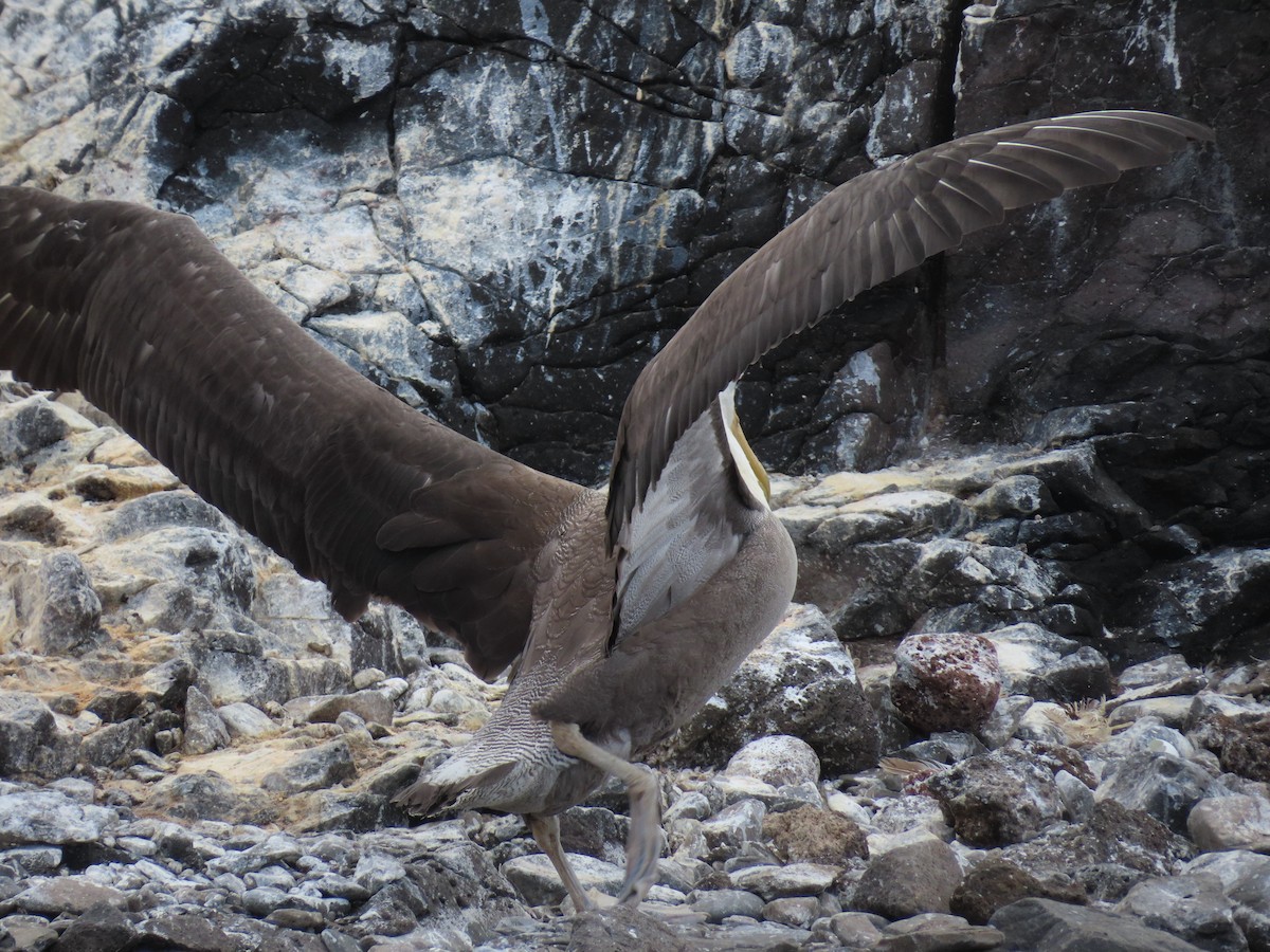 Waved Albatross - ML647076570
