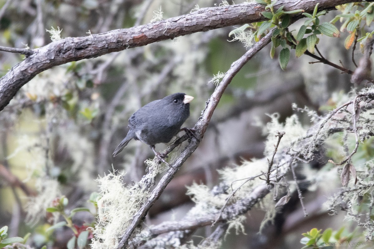 Schlankschnabel-Samenfresser - ML647076575