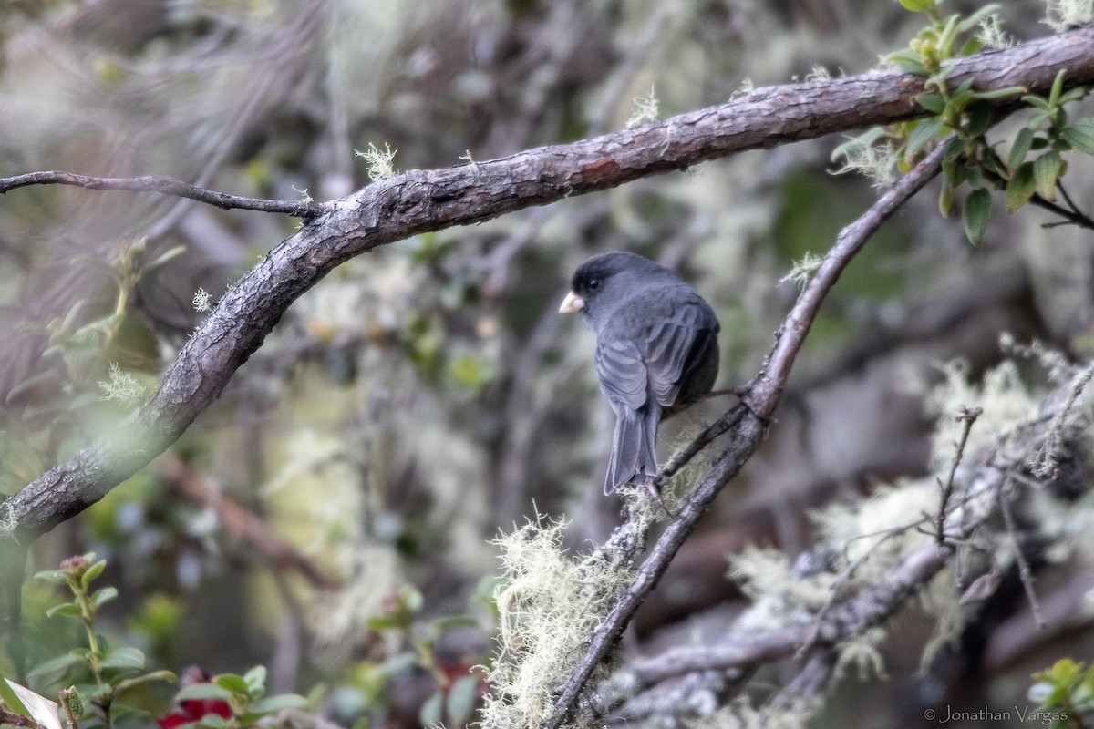 Schlankschnabel-Samenfresser - ML647076579