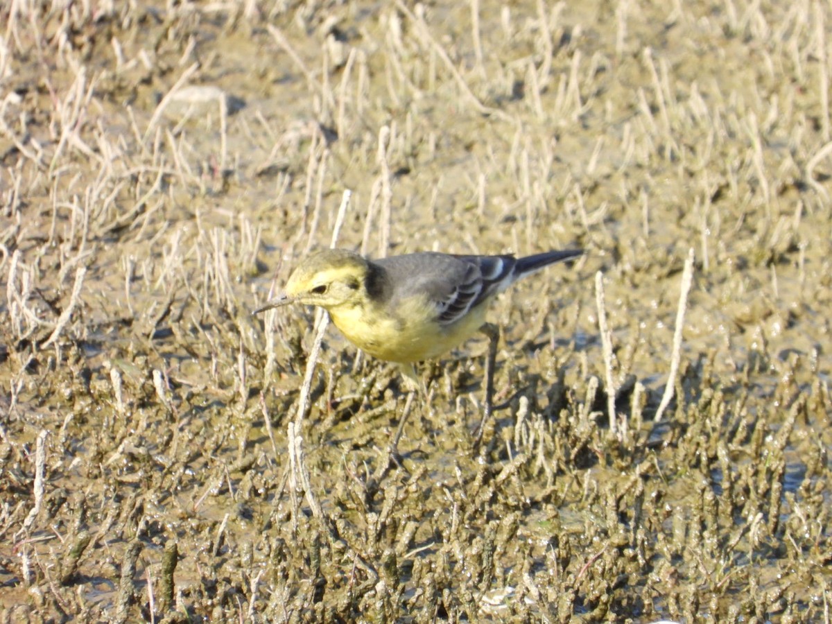 נחליאלי לימוני - ML647076581