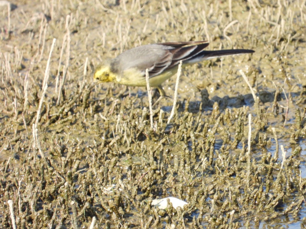 נחליאלי לימוני - ML647076582