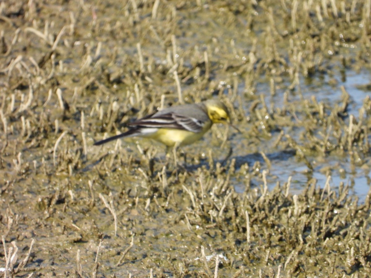 נחליאלי לימוני - ML647076590